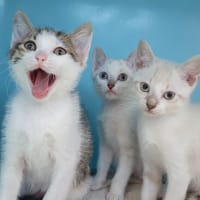 BOLOGNA CHA, chatte à adopter