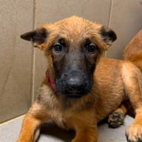 Rogue, chien à adopter