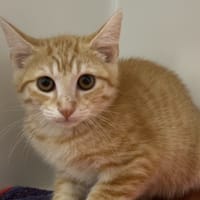BAMBOU, chat à adopter