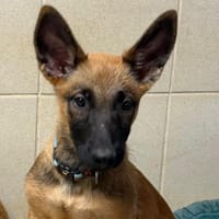 Nebula, chienne à adopter