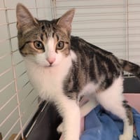 Miou-miou [Chaton], chatte à adopter