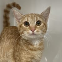 BOTANICA, chatte à adopter