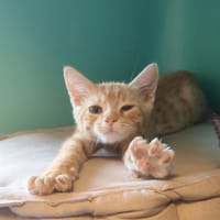 NOX, chat à adopter