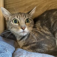 VALKA, chatte à adopter