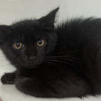 BONZAI, chat à adopter