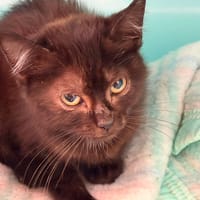 COFFEE, chatte à adopter
