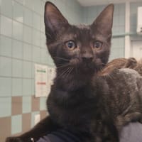 BANGER, chatte à adopter