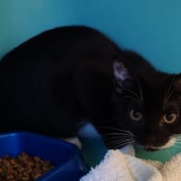 SIOBAN, chatte à adopter