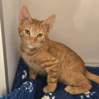 Kaki, chat à adopter