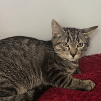 MAXOU, chat à adopter