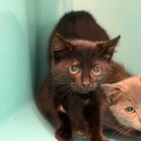 CHIKA, chatte à adopter