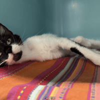 CALIE, chatte à adopter