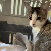 Bella, chatte à adopter