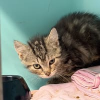 OLIVER, chat à adopter