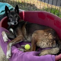 Toutoune, chien à adopter