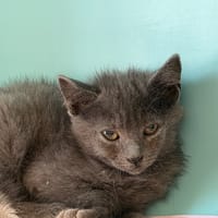 DIEGO, chat à adopter