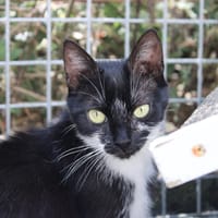 PRECIEUSE, chatte à adopter