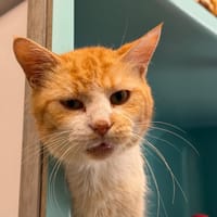 ROUQUIN en SOS, chat à adopter
