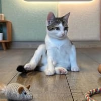 ROMA, chatte à adopter