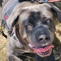 Snow white, chienne à adopter