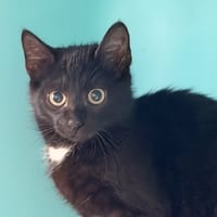 BAXTER, chat à adopter