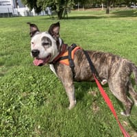 ZORRO, chien à adopter