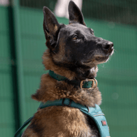 BELLA VAA, chienne à adopter