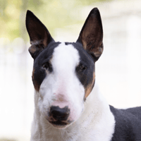 PITT VAA, chien à adopter