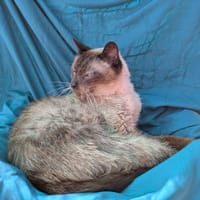 Sitelle, chat à adopter