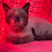 Loupe, chat à adopter