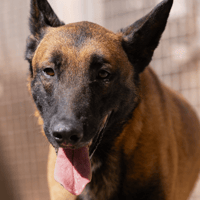 MARLEY VAA, chien à adopter