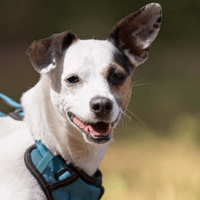 CANAILLE VAA, chienne à adopter