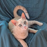 XAVIERE, chat à adopter