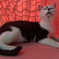 PARX, chat à adopter