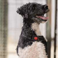 PACHA VAA, chien à adopter