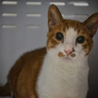 GASTON, chat à adopter