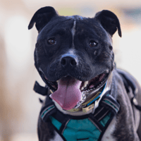 ATHENA VAA, chienne à adopter