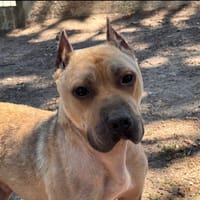 TROTTY, chien à adopter