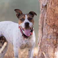 BETTY VAA, chienne à adopter