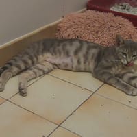 Perle, chatte à adopter