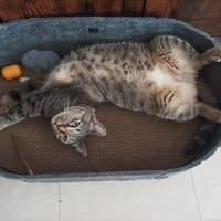 Mimine SOS, chatte à adopter