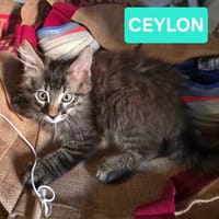 CEYLON A ADOPTER AVEC UN CHAT DÉJÀ PRÉSENT CHEZ VOUS, chat à adopter