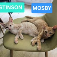 STINSON ET MOSBY À ADOPTER ENSEMBLE, chat à adopter