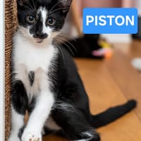 PISTON A ADOPTÉ AVEC FILON OU COMBINE OU SEUL SI DÉJÀ UN CHAT PRÉSENT CHEZ VOUS, chat à adopter