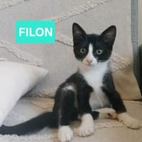 FILON A ADOPTER EN DUO OU SEUL SI DÉJÀ UN CHAT PRÉSENT CHEZ VOUS, chat à adopter
