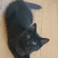 COMBINE A ADOPTER EN DUO OU SEULE SI DEJA UN CHAT PRÉSENT CHEZ VOUS, chatte à adopter