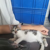 Pixar, chat à adopter