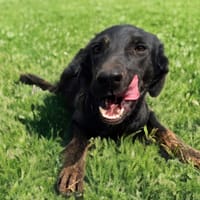 AUSTIN, chien à adopter