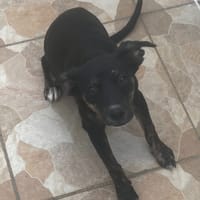 TYLIA, chienne à adopter