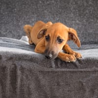 LUCIOLE, CHIOT FEMELLE BERGER CRÉOLE, chienne à adopter